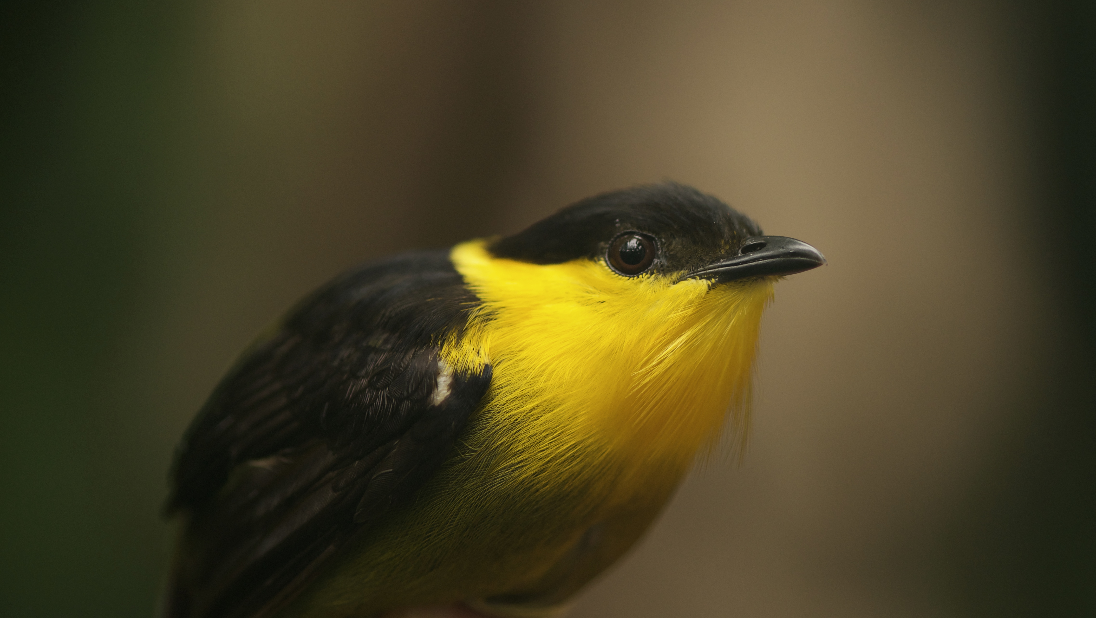 M-vitellinus